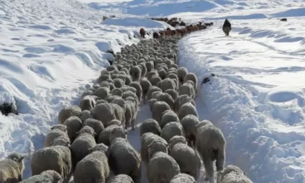 Productores de Chubut en alerta por mortandad de animales